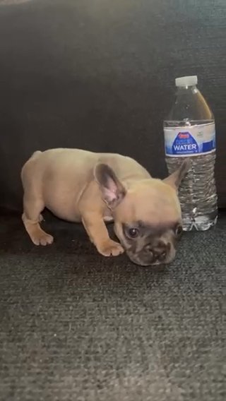 French Bulldog Baby Boy in Queen Creek, Arizona