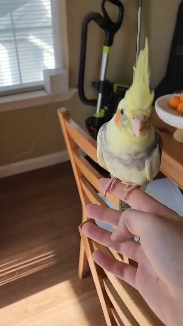 Cockatiel in Roseville, California