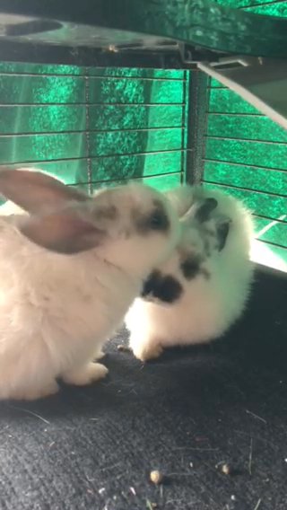 Selling Two Bonded Young Bunnies in San Diego, California