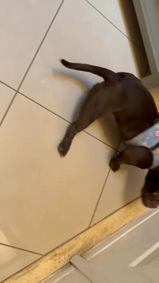 Micro American bully in Fort Lauderdale, Florida