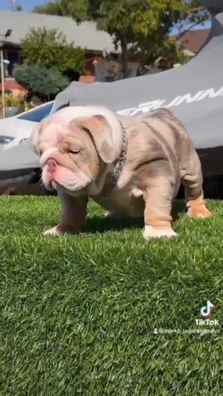 English Bulldog in San Diego, California