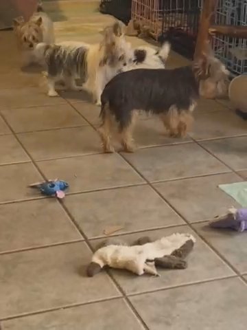 Chocolate Male Yorkshire Terrier in Bristol, Virginia