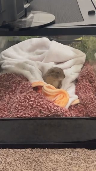 Prairie Dog Greeting Call in Washington, District of Columbia