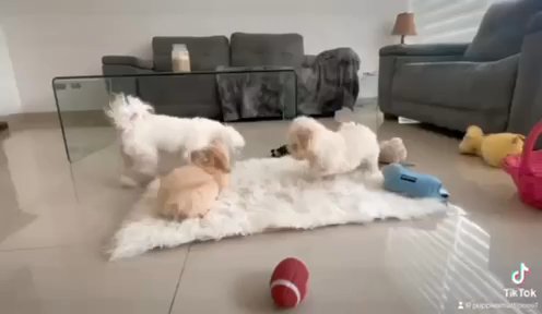 Maltipoo Boy!!! in Houston, Texas
