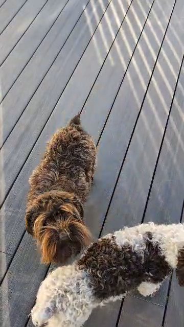 Toy Schnauzer due in 2 weeks! in Cambridge, Maryland