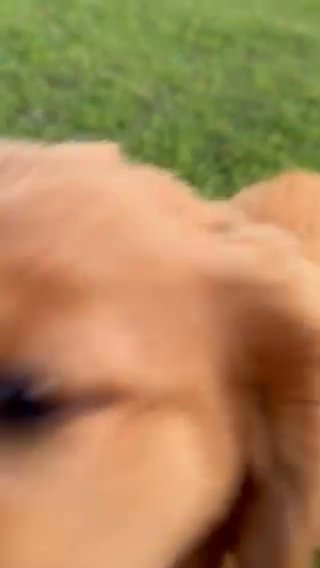 Golden Retriever in Delano, California
