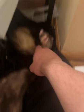2 MALE ferrets in Leavenworth, Kansas
