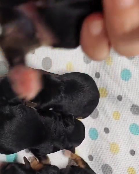 CKC Yorkipoo female Gracie in Gaffney, South Carolina