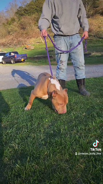 open for stud in Bristol, Virginia