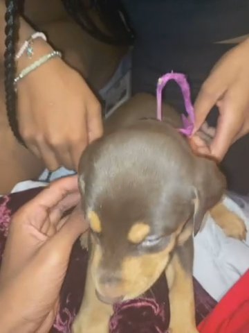 Doberman Pincher in Phoenix, Arizona