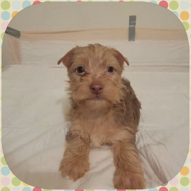 AKC Male Yorkies in San Bernardino, California