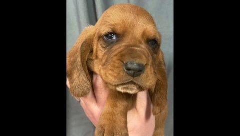 Basset baby in Portsmouth, Ohio