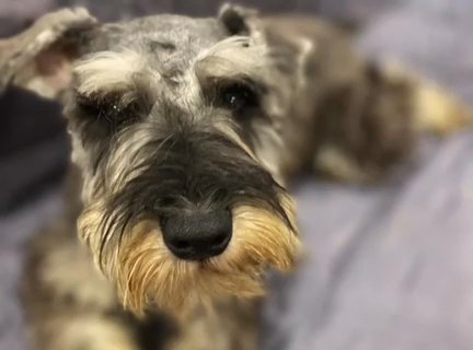 Reduced Price: AKC Mini Schnauzer - Green Collar Female in Olympia, Washington