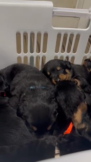 Akc Rottweiler Pups in Toms River (Township), New Jersey