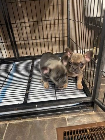 Fluffy Carrier frenchie girls in Fayetteville, North Carolina