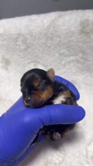TeaCup Yorkie Puppies Girls Only Available in Tampa, Florida