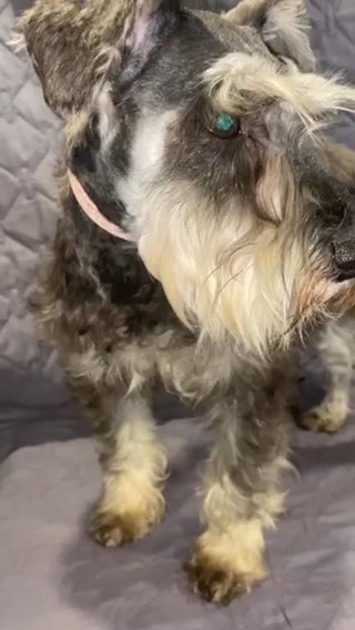 Reduced Price. AKC Miniature Schnauzer S&P Pink Collar in Olympia, Washington