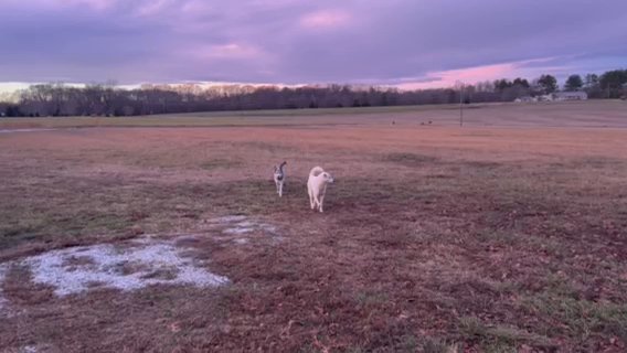 Great Pyrenees X Husky  X German Shepard in Athens, Georgia