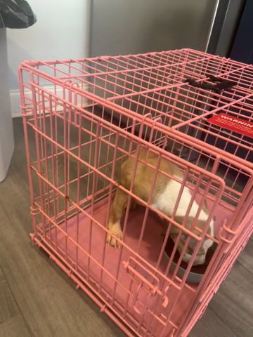 Pit Bull Puppy For Sale in Philadelphia, Pennsylvania