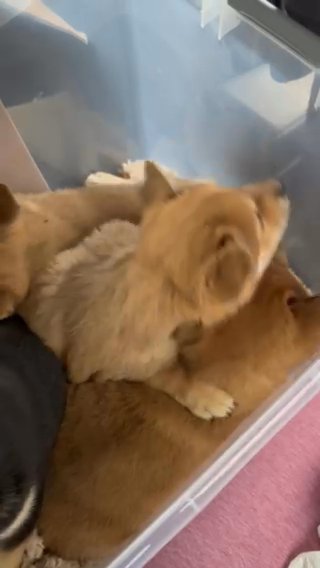 Shiba Inu male 9 week old puppy in Los Angeles, California