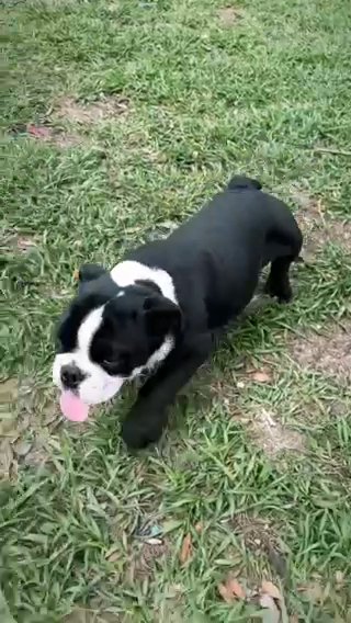 Mini English Bulldog in Spring Hill, Florida