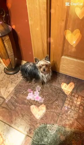 Yorkie 3 Lbs in Beckley, West Virginia