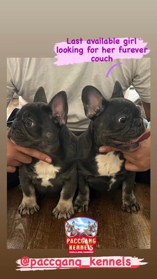 Full Akc Female French Bulldog in Chicago, Illinois