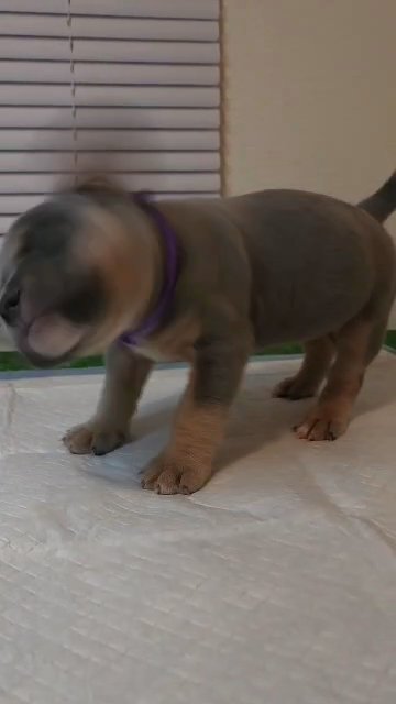 4 week old pups AVAILABLE in Colorado Springs, Colorado