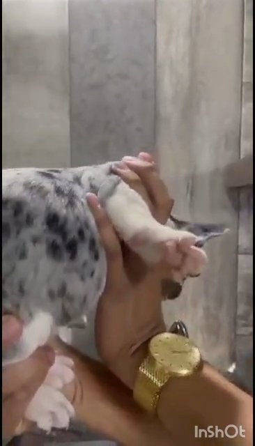 Frenchie Rollz/Onix litter in Albuquerque, New Mexico