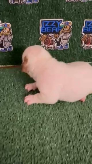Exotic Micro Bully Puppy in Augusta, Georgia