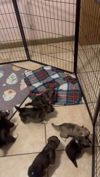 Ruby And Conway’s Puppies For Sale! in Zephyrhills, Florida