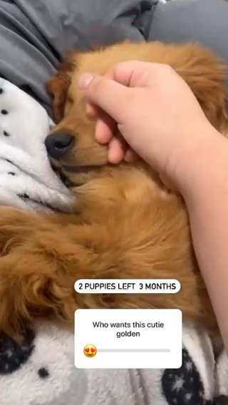 Golden Retriver 3 Months in Union (Township), New Jersey