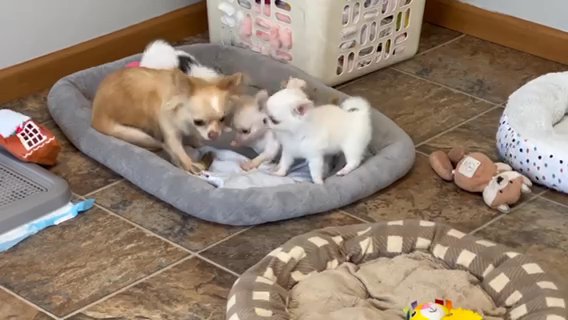 French Bulldog in Cleveland, Ohio