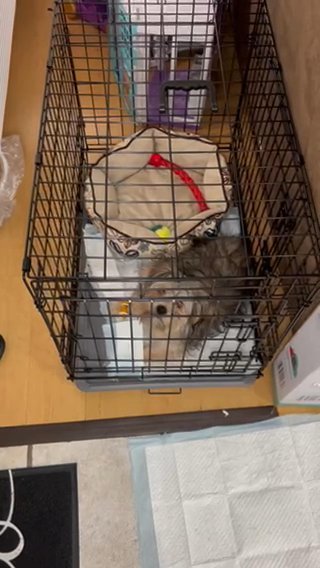 Shih Tzu / Yorkie Mix in Los Angeles, California