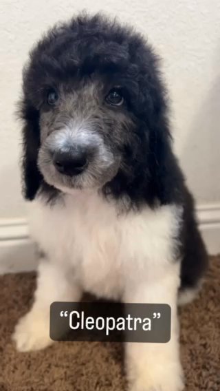 Standard Poodle Female in Arroyo Grande, California