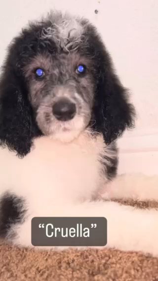 Female Standard Poodle Puppy in Arroyo Grande, California
