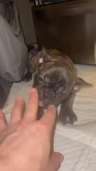 French Bulldog in Chicago, Illinois