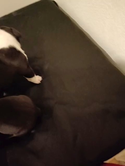 American bully 750 OBO in San Diego, California