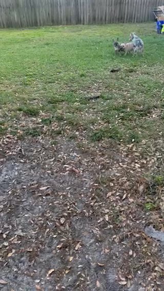 New Shade Merle French Bulldog in Tampa, Florida