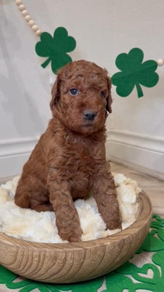 F1b Male Medium Goldendoodle in Houston, Texas