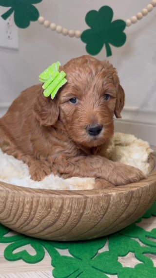 F1b Female medium goldendoodle in Houston, Texas