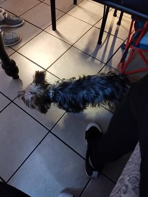 male Yorkie in Logan, Utah