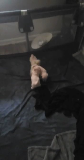 shih/Maltese puppies in Jacksonville, Florida