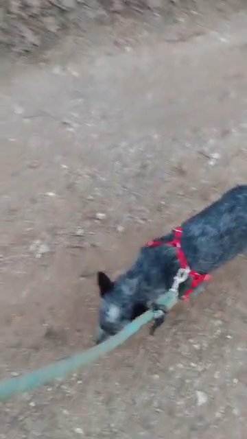 Ears - Purple Heeler - 5 months old in Coweta, Oklahoma