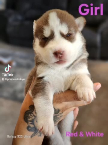Two girls to boys, Siberian huskies in Westland, Michigan