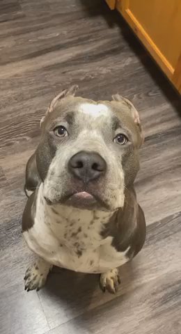 Blue Nose Pitbull in Carrollton, Texas