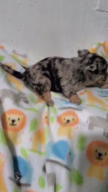 NYC $1800 Girl Chihuahua in New York City, New York