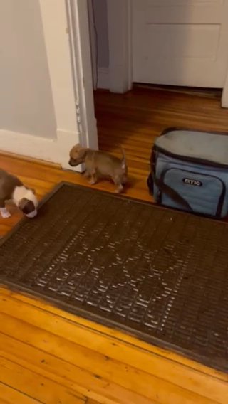 Xl And Trail Pitbulls in Richmond, Virginia