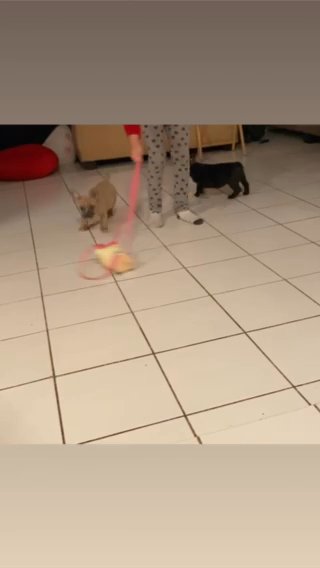Puppies Looking For Home in Vallejo, California