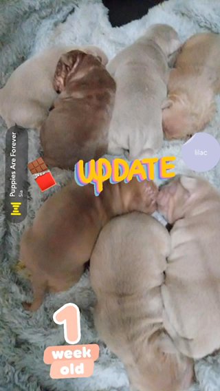 Puppy update 1 Week in Indianapolis, Indiana